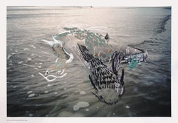 Maurer, Stach: Fish. 2016