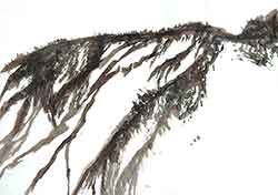 Walter Stach: Calanchi_g, 2025